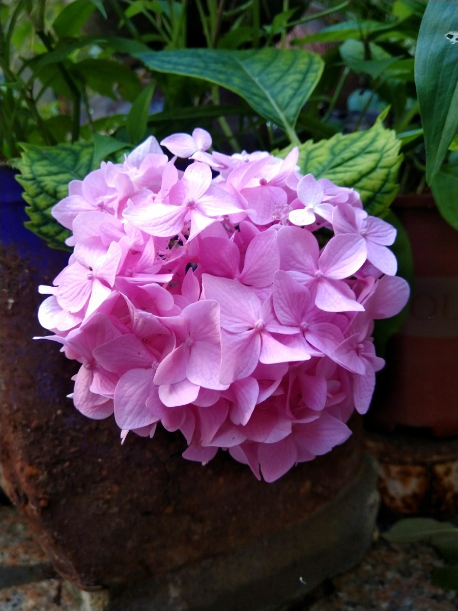 植物之美 绣球花无尽夏 - 陌上896 - 图虫