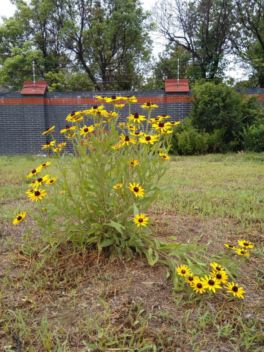 今天路边看到一簇黑心菊