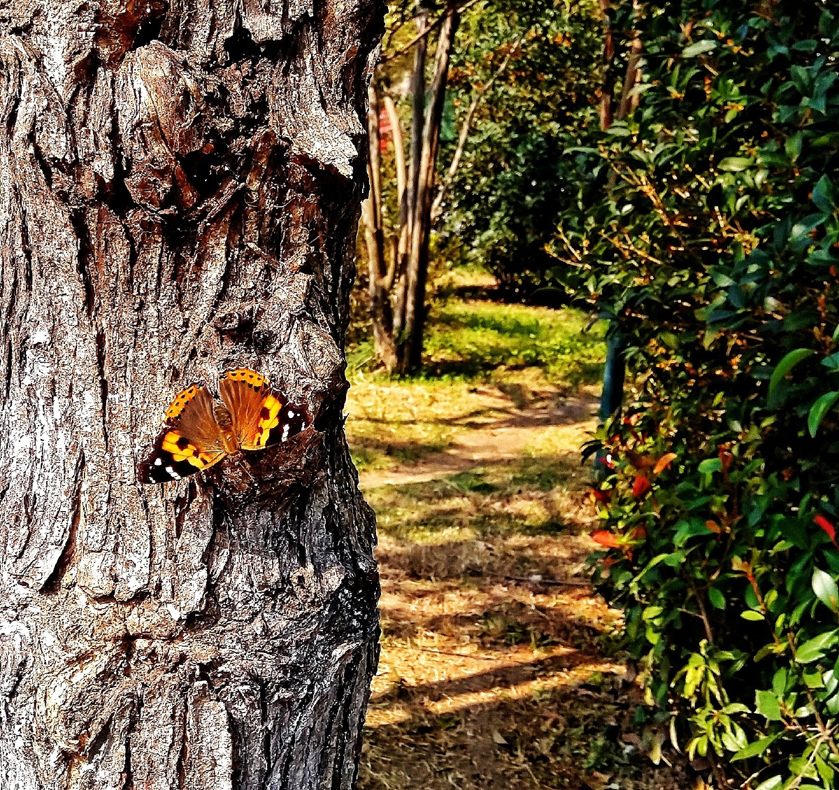 阳光明媚树上一只蝴蝶在休息
