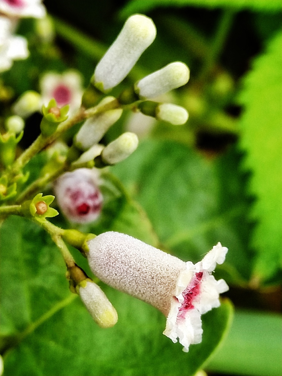 植物之美 鸡屎藤花 - 陌上896 - 图虫