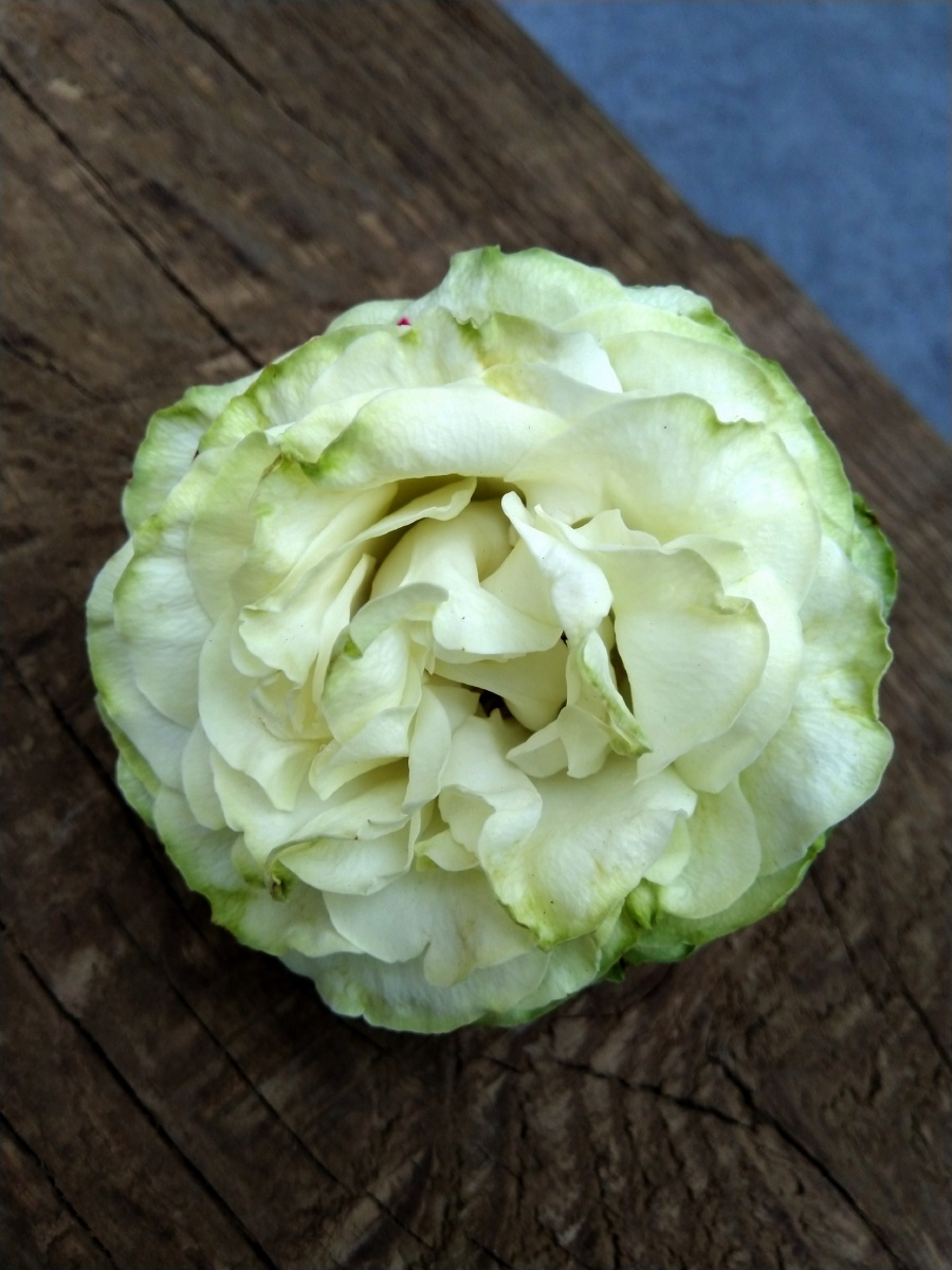 秋日花语 静物 一朵月季花 若菜,像不像青菜:) - 陌上896 - 图虫