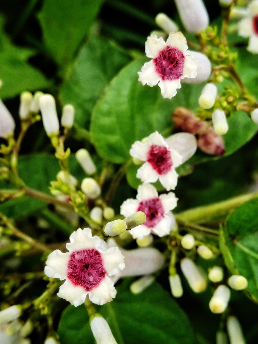 植物之美 鸡屎藤花 - 陌上896 - 图虫