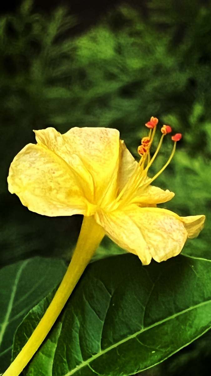 植物之美 黄色紫茉莉花 - 陌上896 - 图虫