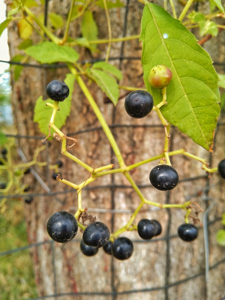 一种不知名的黑色野果藤本没敢尝