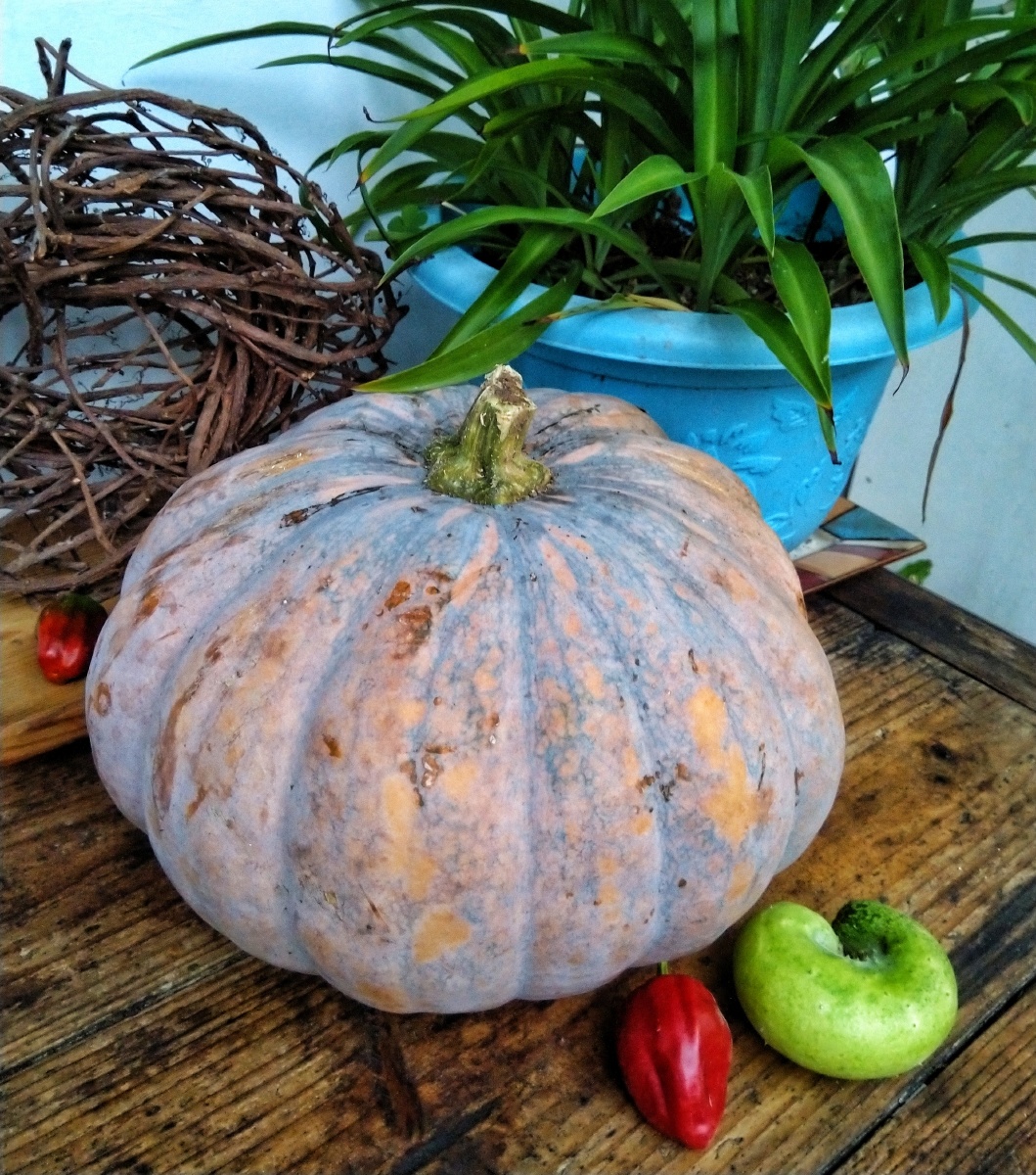 今天买了一个八斤大南瓜,很漂亮,摆拍一下:)