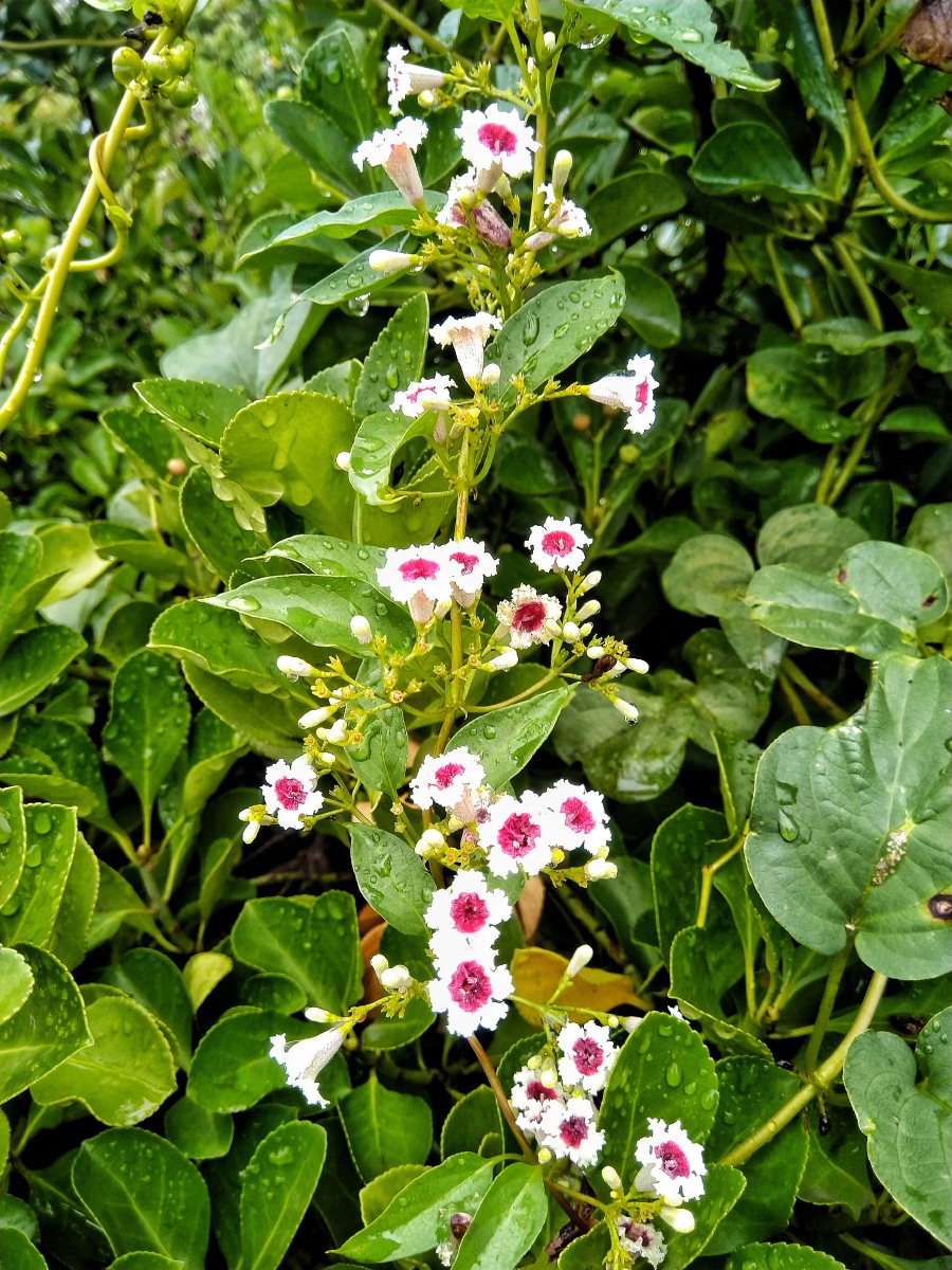 爬在黄杨树上一串野花