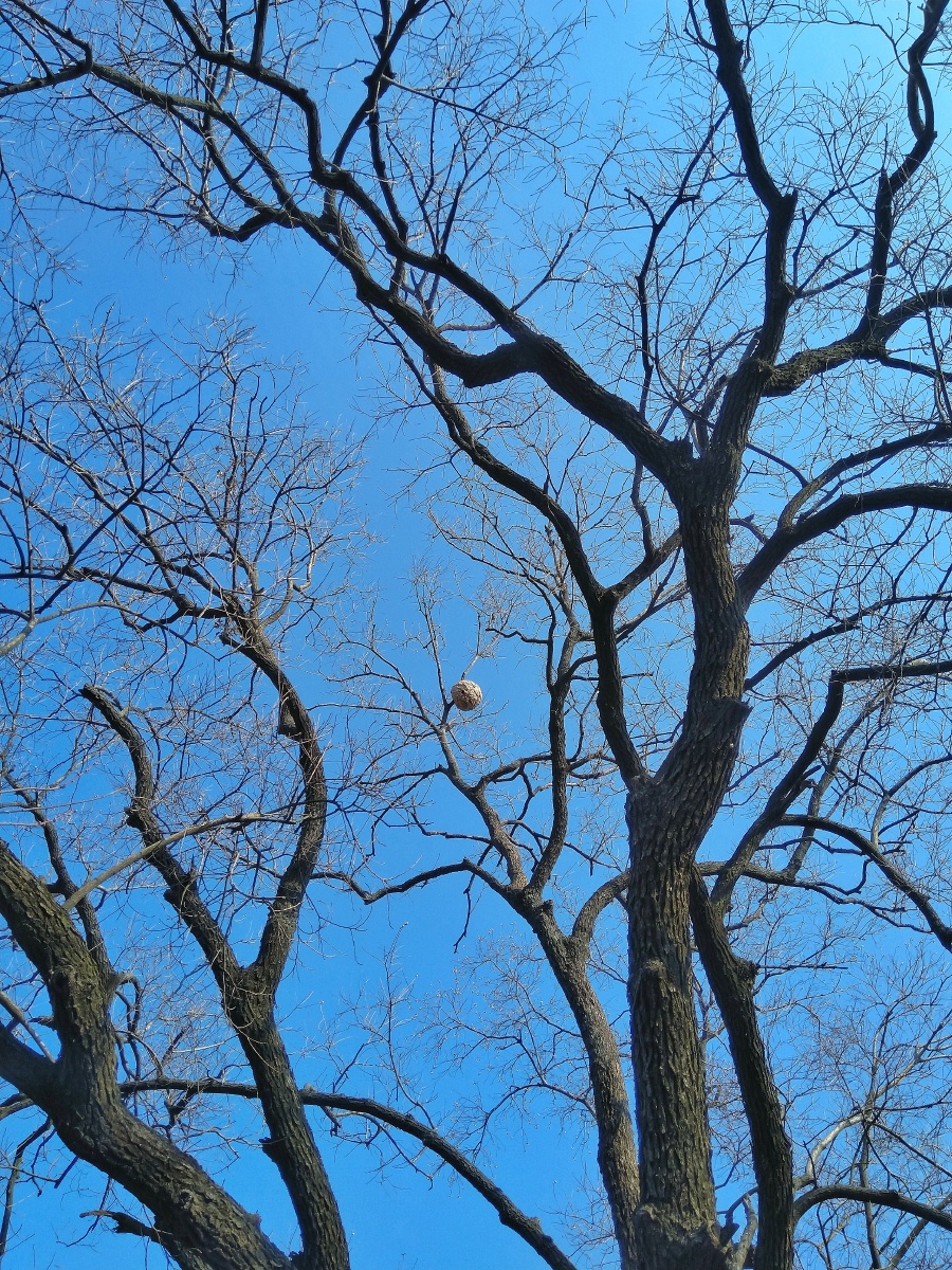 树上的马蜂窝像一个白色足球挂在树梢小小昆虫真是个建筑天才
