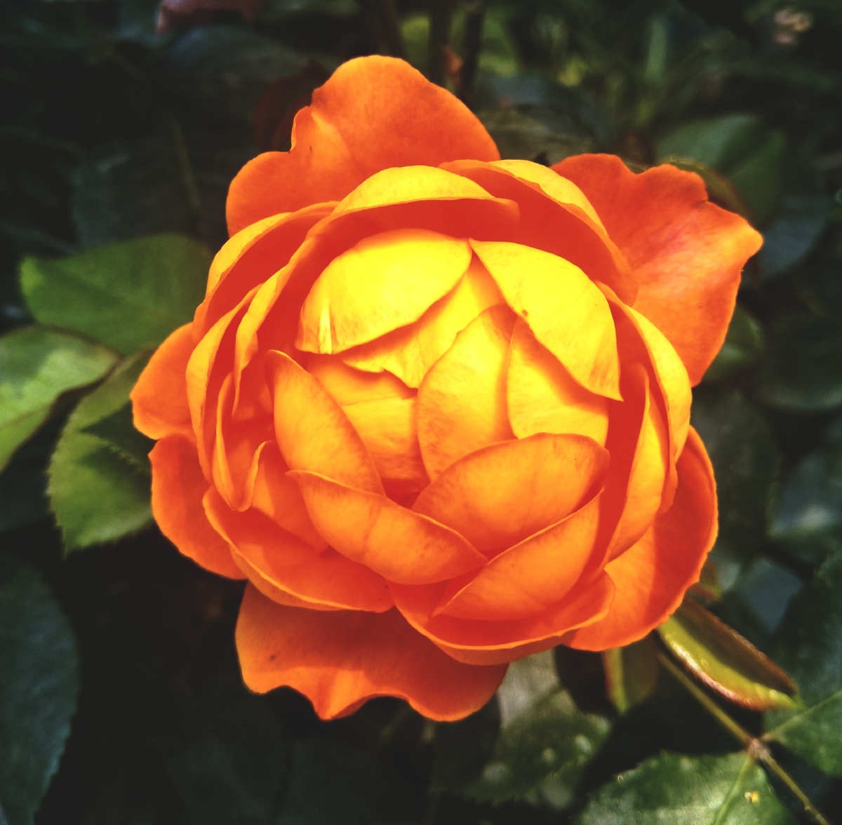 月季蜂蜜焦糖