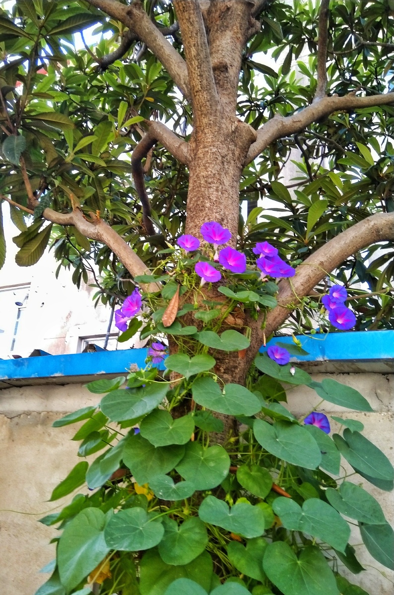 枇杷树上的牵牛花