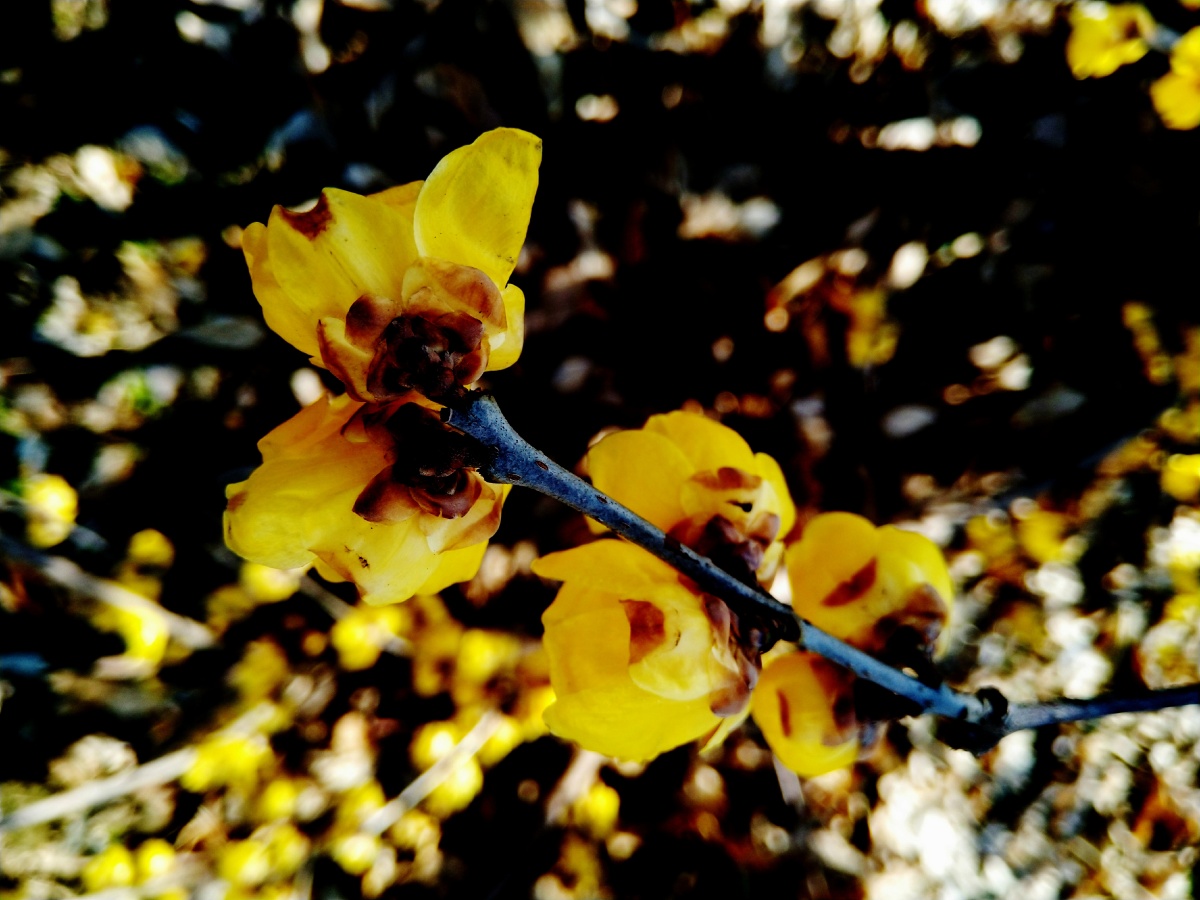 重瓣腊梅馨香四溢