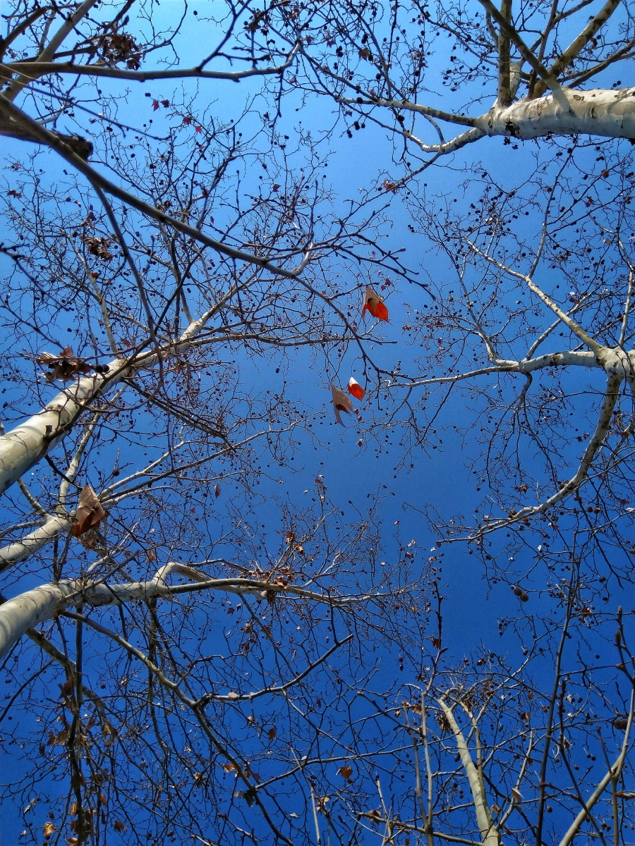 梧桐你好,三月南北春景大赏树树枝蓝天大自然色彩纪实手机还没有人打