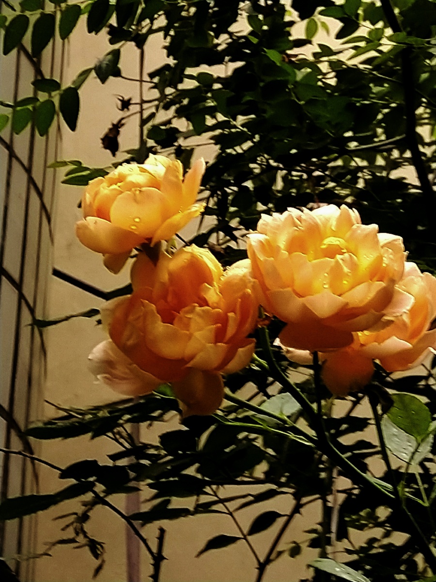 植物之美 月季花夏夫人 - 陌上896 - 图虫