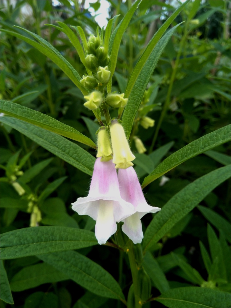 植物之美芝麻开花