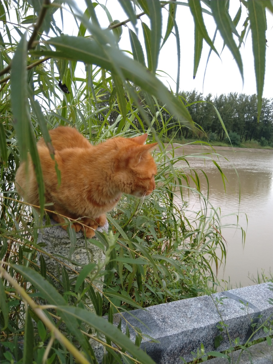 河边石柱上的一只橘猫在享受独处的时光是思考猫生还是用一只右眼在