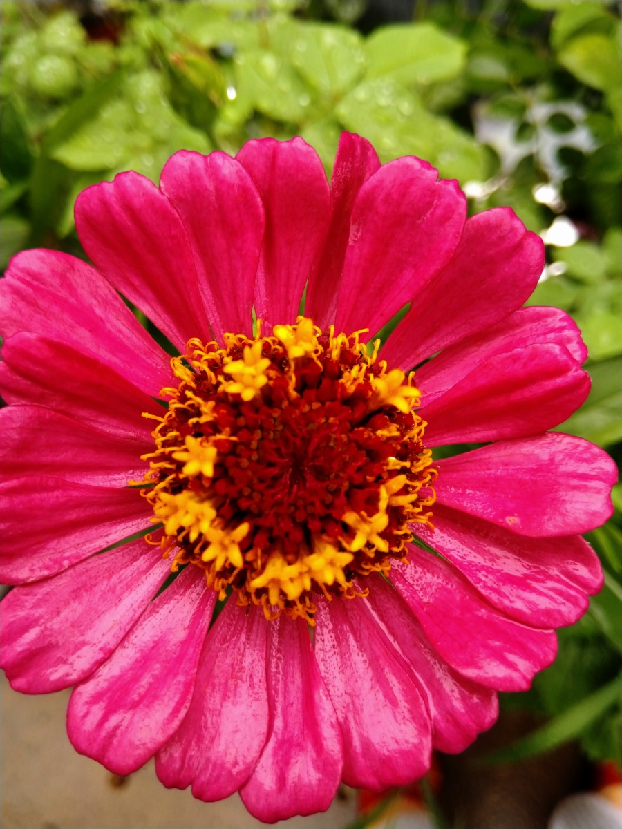 植物之美百日草花