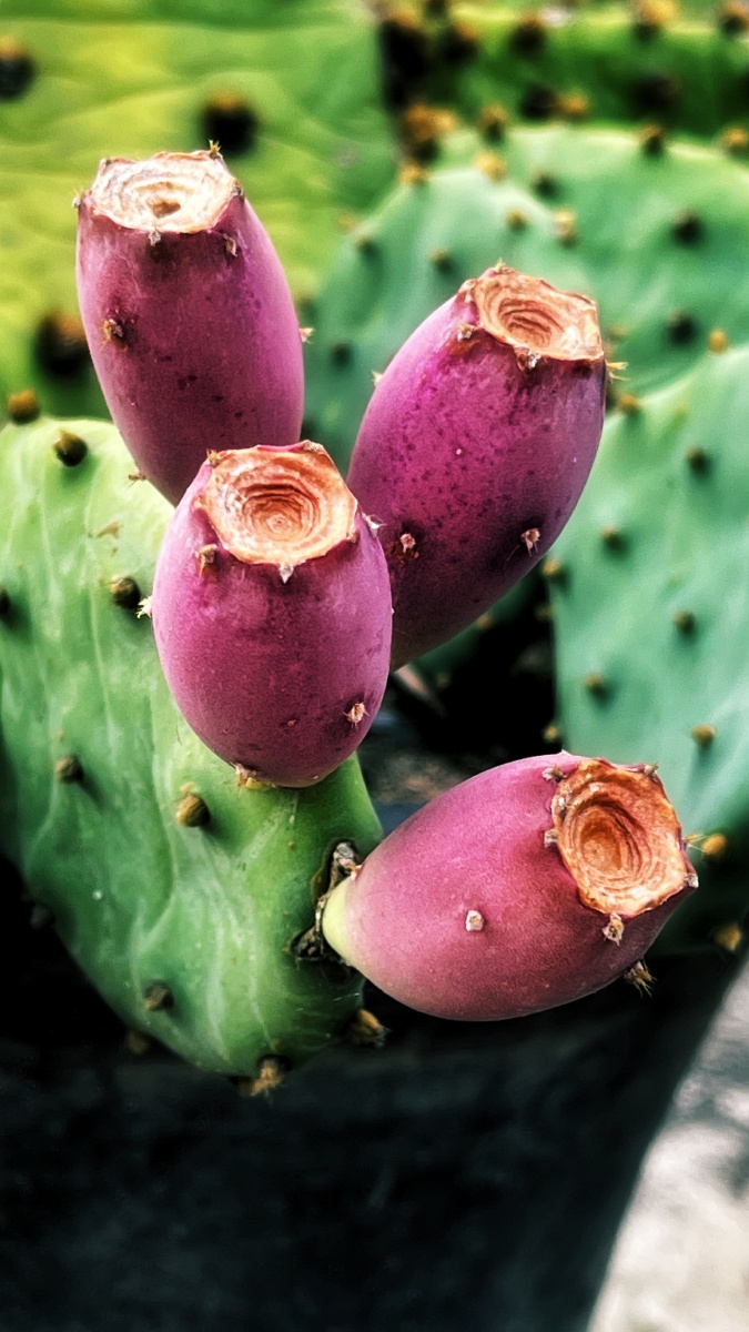 植物之美 仙人掌果 - 陌上896 - 图虫