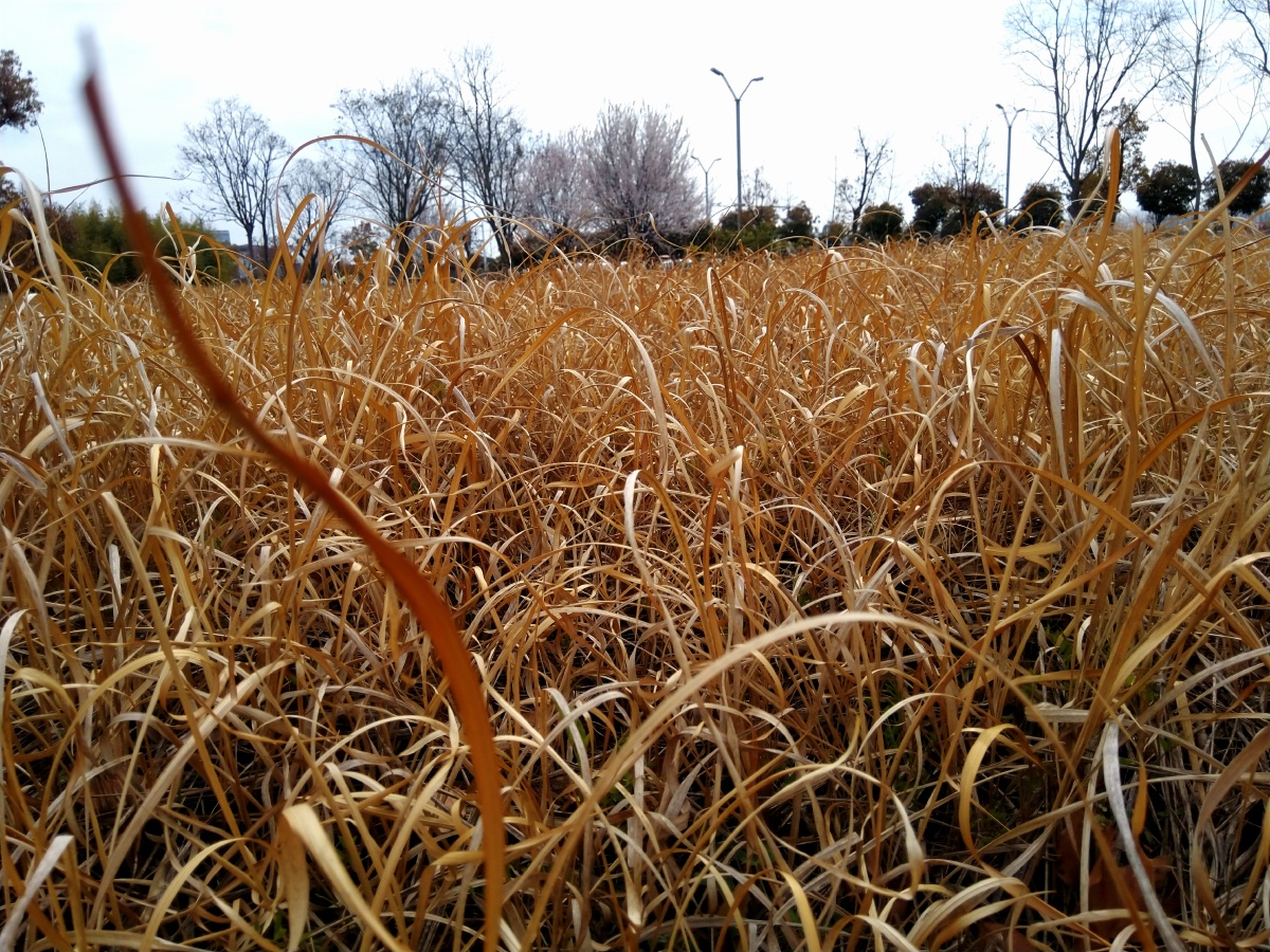 春天的野草地还没有醒来