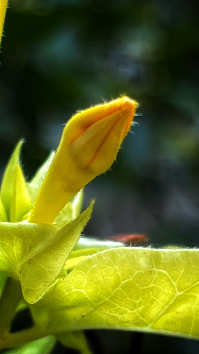 植物之美 黄色紫茉莉 - 陌上896 - 图虫