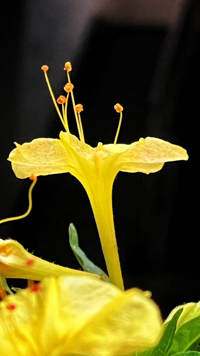 植物之美 黄色紫茉莉花 - 陌上896 - 图虫