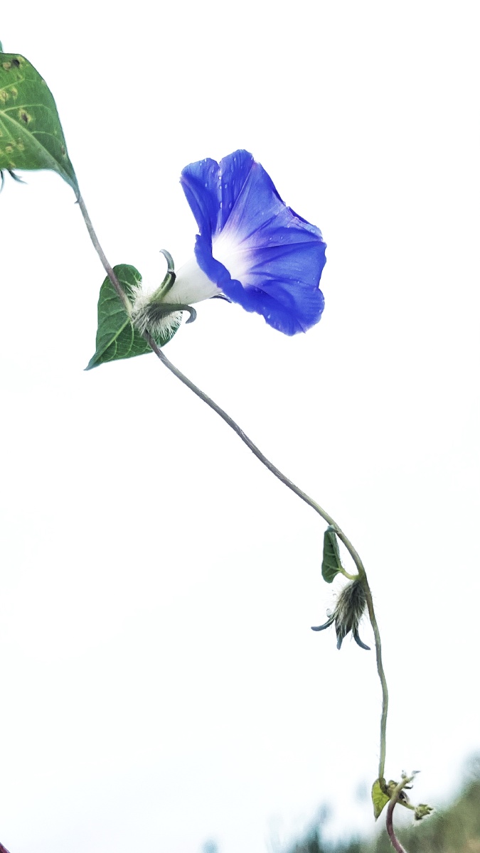植物之美 一朵牵牛花 - 陌上896 - 图虫