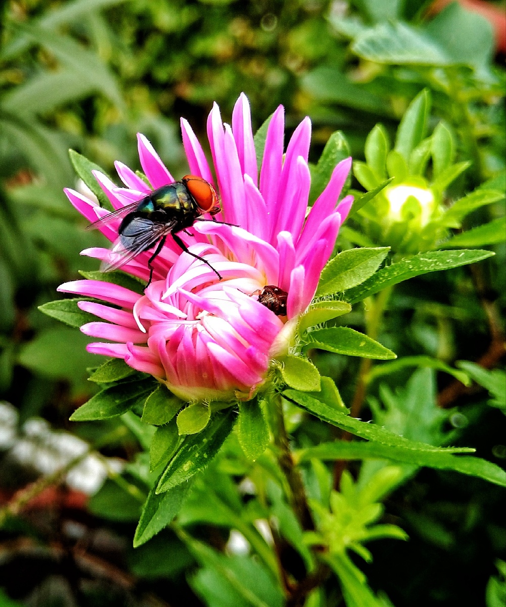 植物之美翠菊开了苍蝇也喜欢是想变成蜜蜂吗