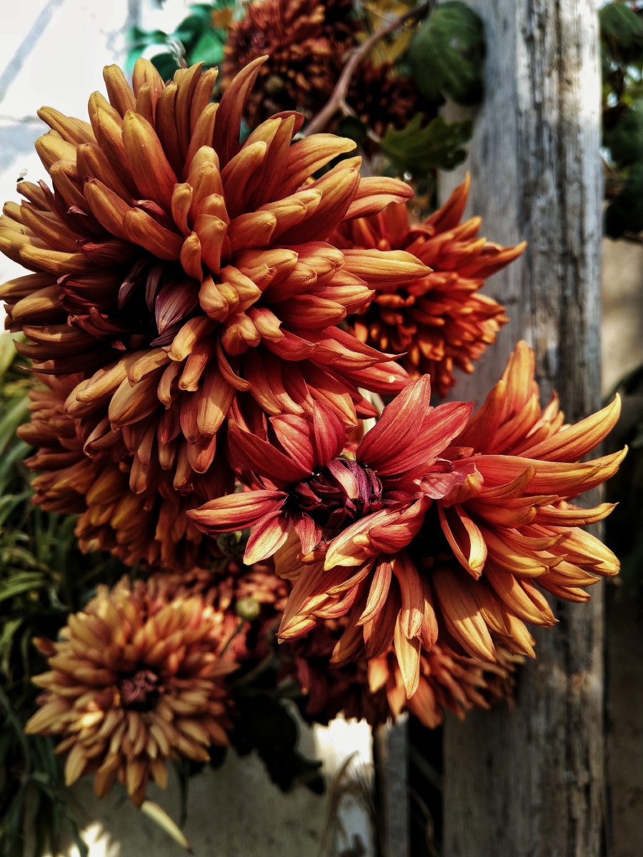 植物之美 咖啡色菊花,第一次看到这种颜色的菊花,很美