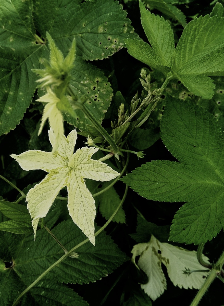 植物之美白化葎草