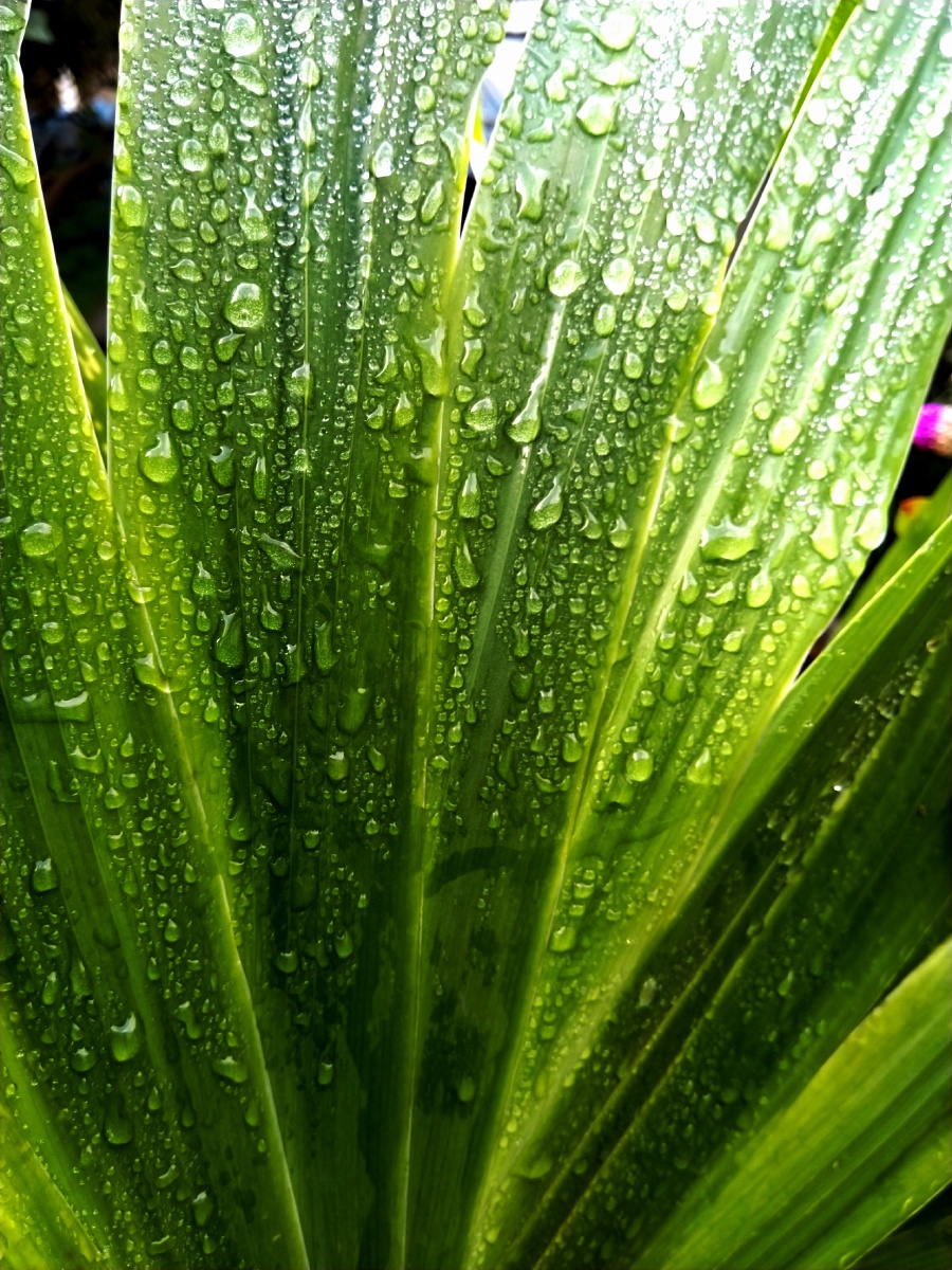 植物之美 雨后鸢尾叶