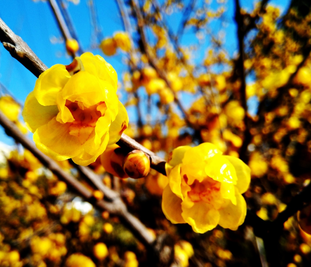 重瓣腊梅馨香四溢