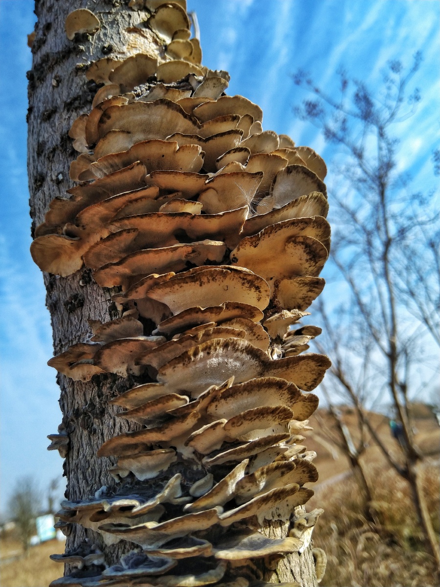 今天在公园一棵树上看到这样的菌类应该是灵芝吧