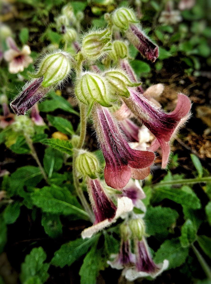 植物之美 野花地黄