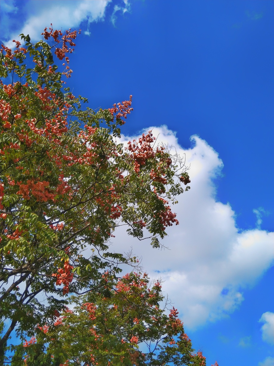 秋天的云姿态万千