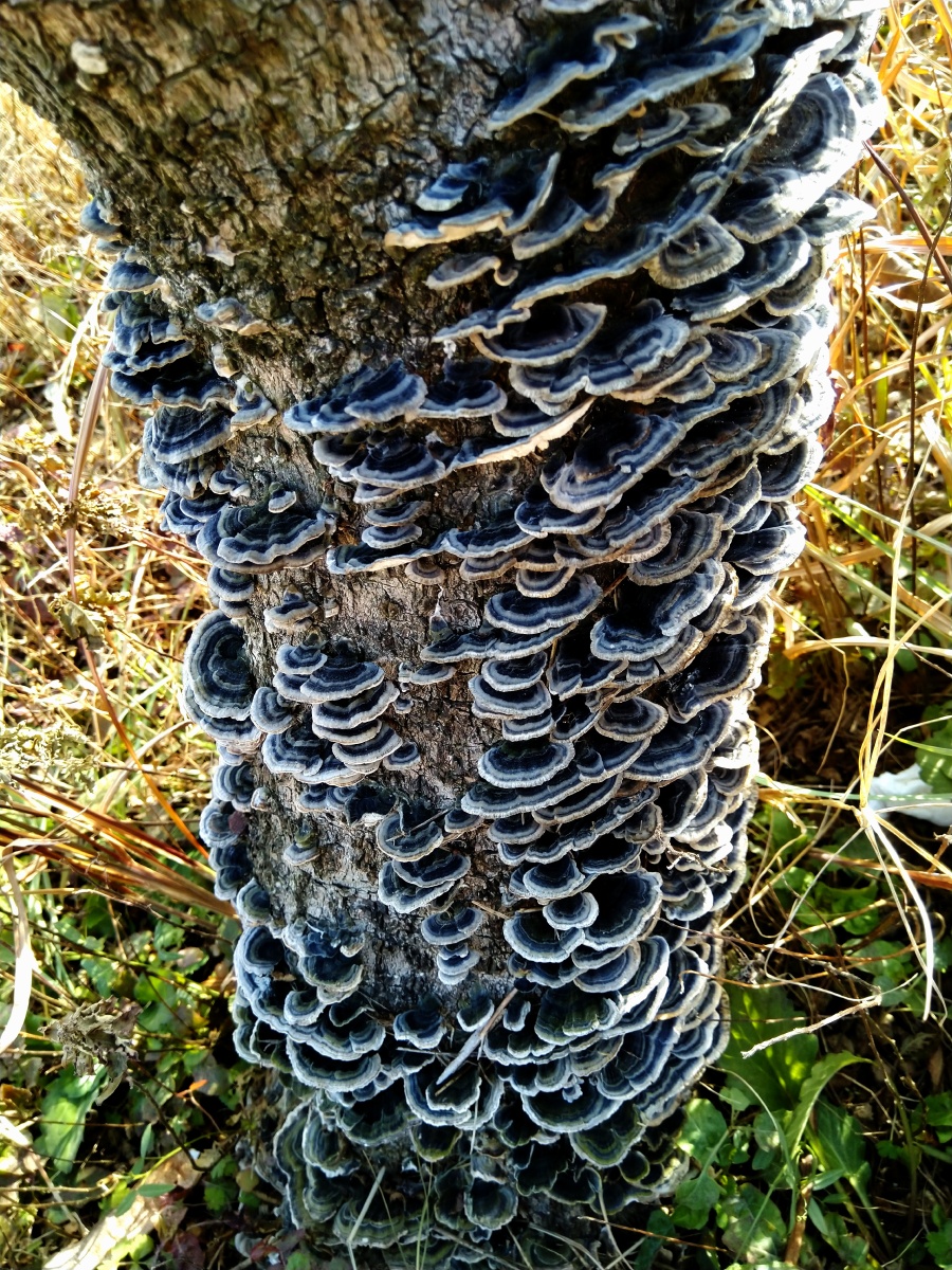 今天在公园一棵树上看到这样的菌类应该是灵芝吧
