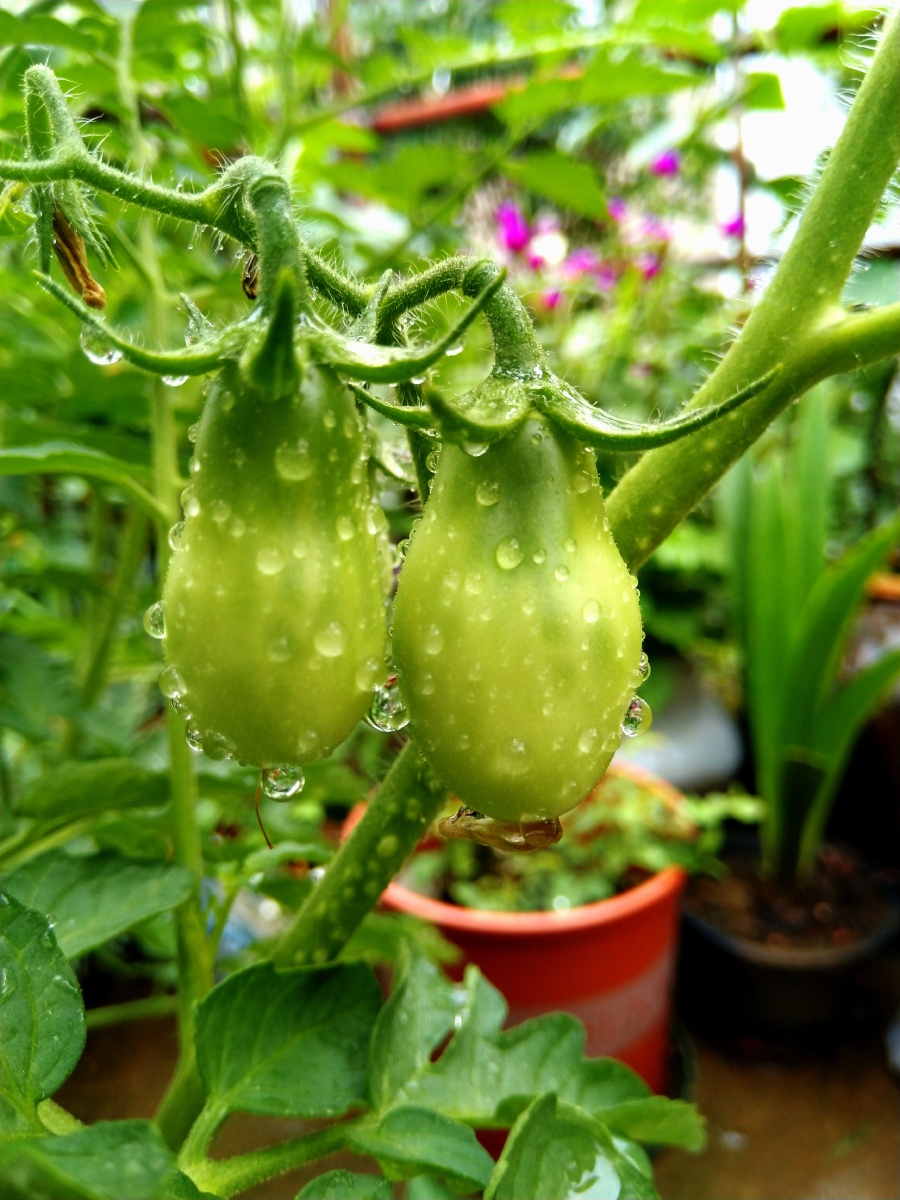 植物之美 雨中小番茄
