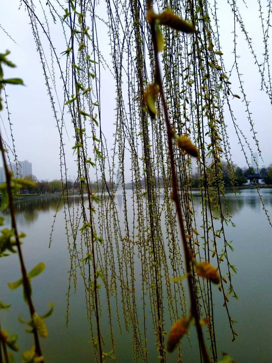 早春垂柳