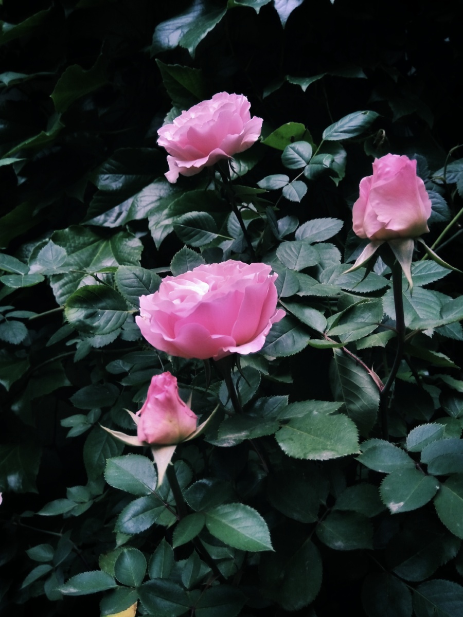 我家月季花达芙妮 - 陌上896 - 图虫