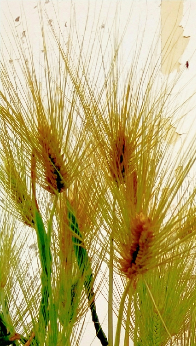 植物之美夏日麦芒