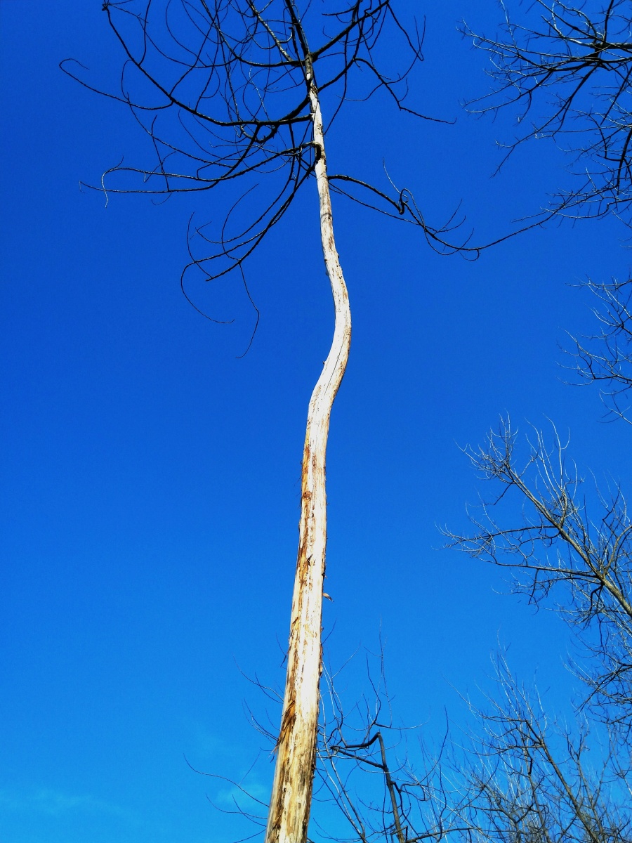 在树林里看到一棵死亡的小树依然姿态优雅站立在蓝天下