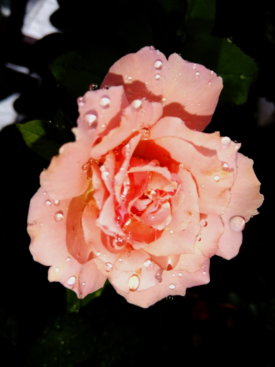 植物之美 达芙妮月季