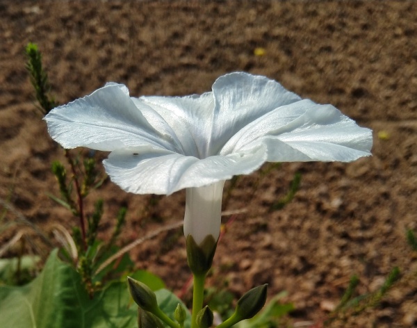白色的空心菜花 自带蕾丝边 不跟玫瑰争艳 不与狗尾草斗酷 享受自己的小清新 陌上6