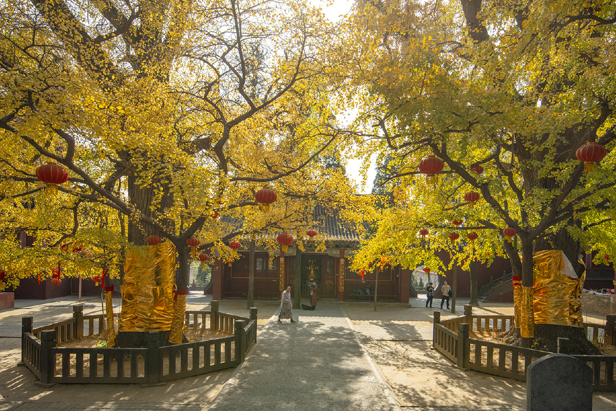 中岳嵩山法王寺古银杏