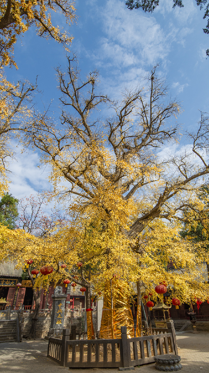 中岳嵩山法王寺古银杏