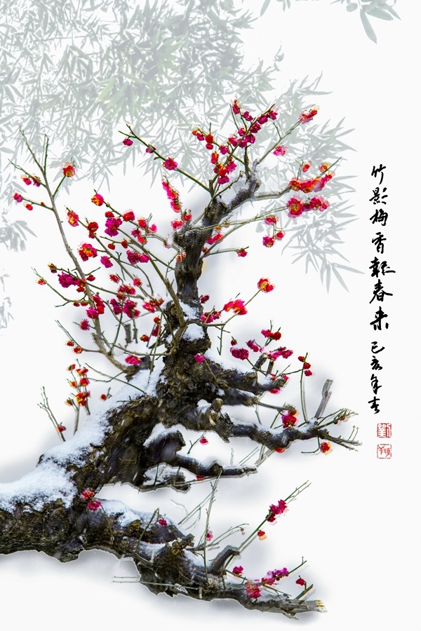 竹影梅香报春来