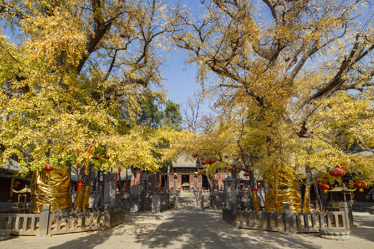 中岳嵩山法王寺古银杏