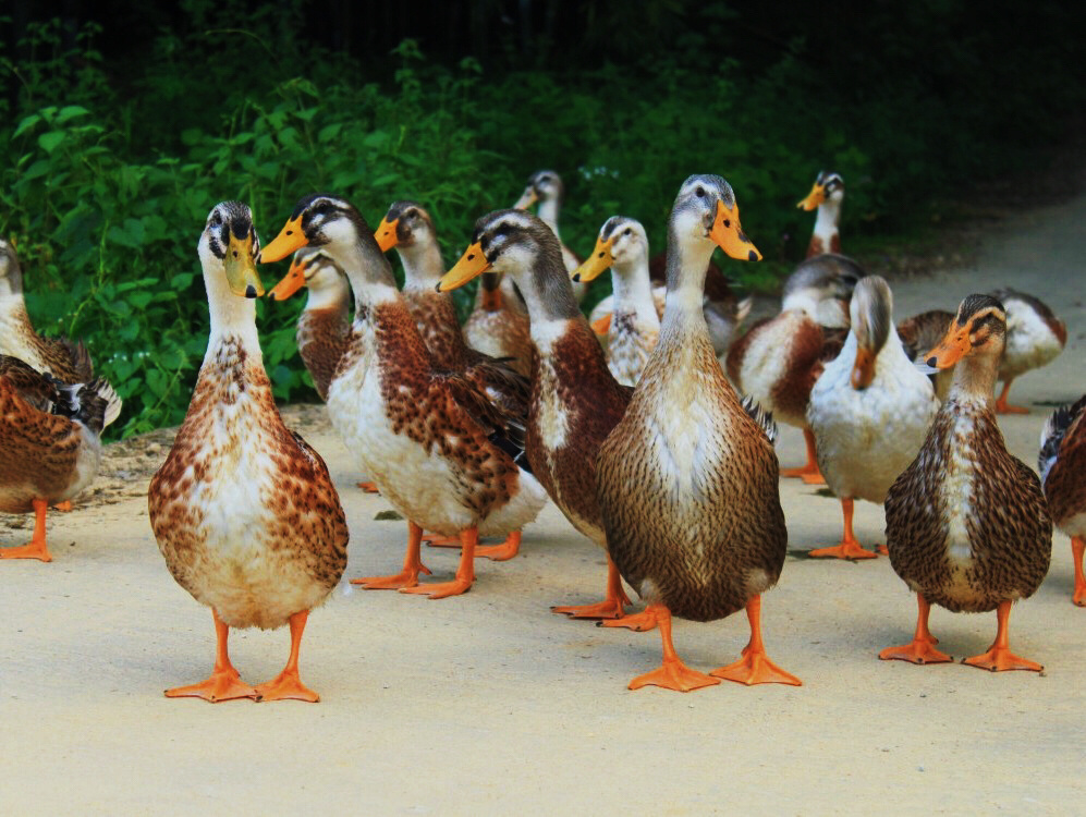 一群鸭