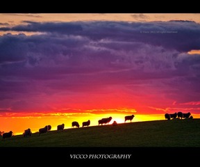 IMG_7021.jpg
