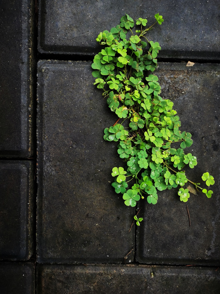 地砖上的一株草