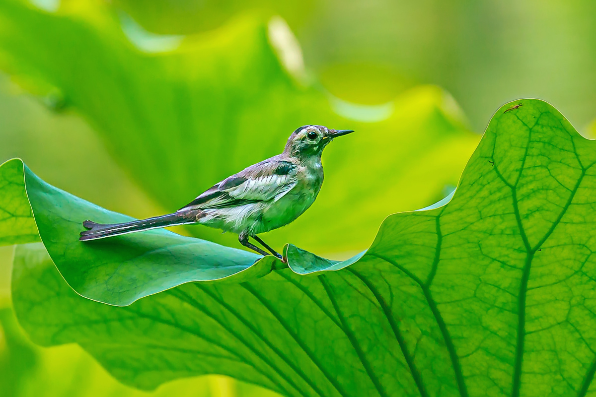 站在荷叶上的小鸟