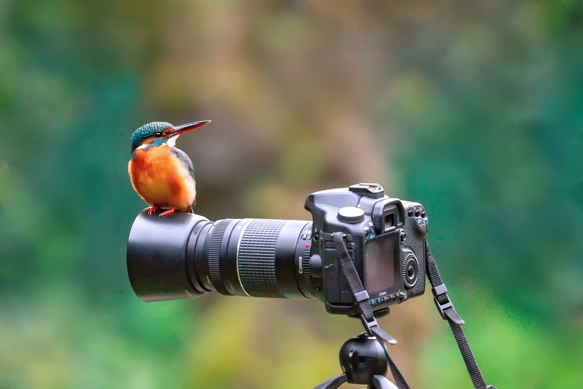 喜欢相机的翠鸟