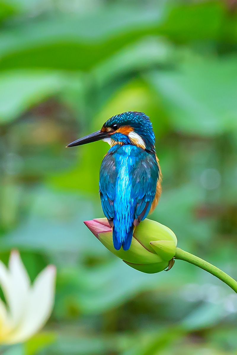 翠鸟观察荷塘里的小鱼